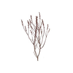 Haeckels Incense Cones Bog Myrtle