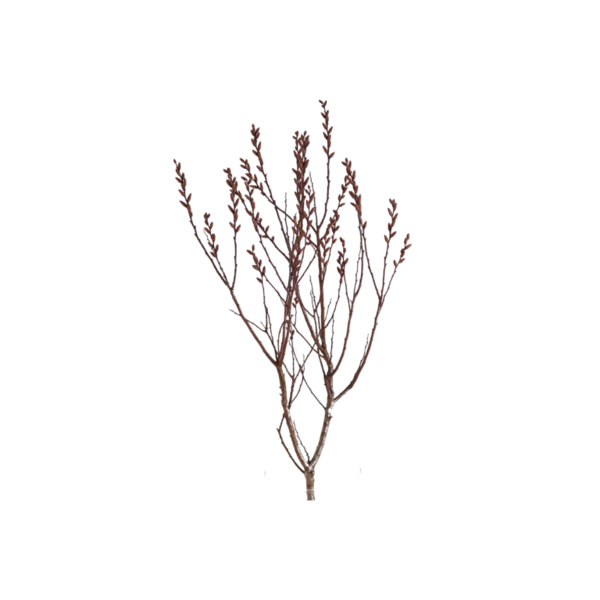 Haeckels Incense Cones Bog Myrtle 2 Haeckels Incense Cones Bog Myrtle