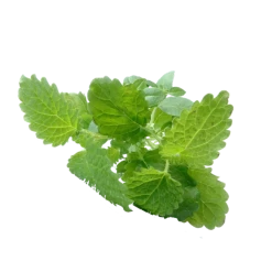 Haeckels Lemon Balm Incence Cones