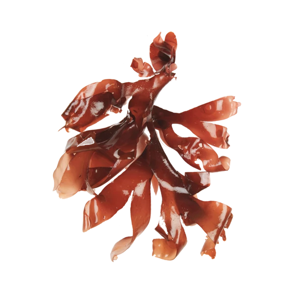 Haeckels Eco-Marine Facial Cream 1 Haeckels Eco-Marine Facial Cream