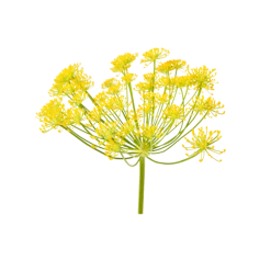 Haeckels Incense Cones Wild Fennel