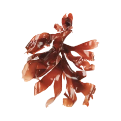 Haeckels Exfoliating Vegan Seaweed Block